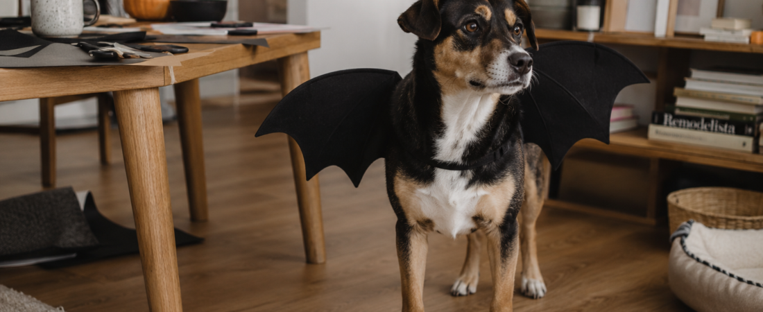 Easy DIY Bat Wings for Pets to Make This Halloween